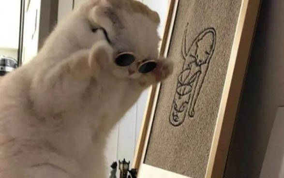 小猫咪多久后可以吃猫粮了