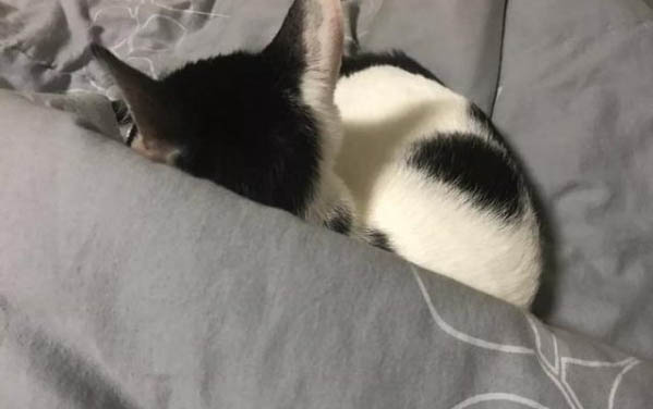 猫咪怀孕最快多久能看出来