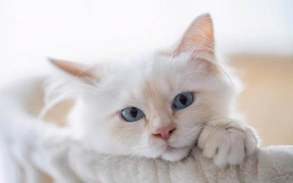 哪些猫容易得传腹病