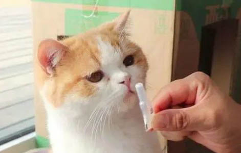 刚买的猫一吃就吐