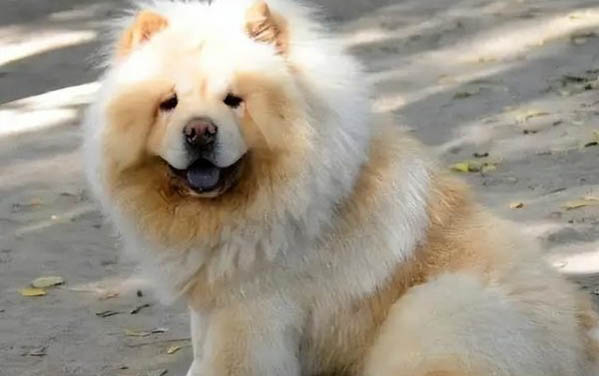 什么品种的狗狗寿命最长最健康
