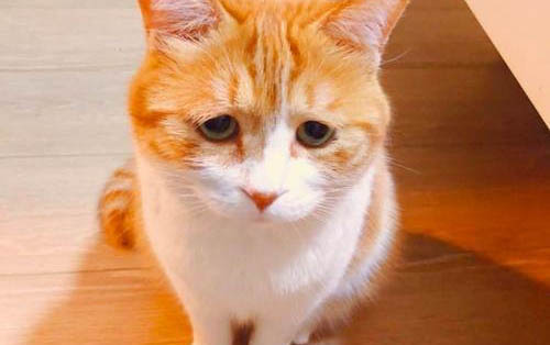 小猫打架不管可以吗
