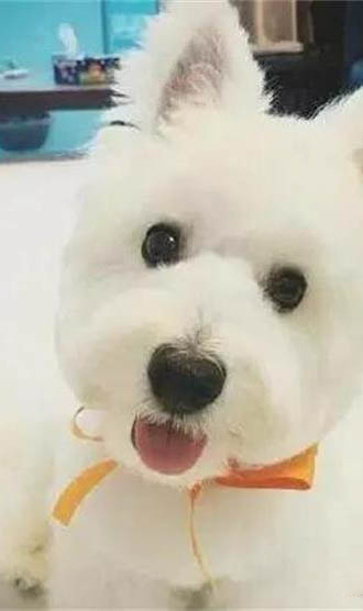 狗狗为什么像狼一样叫