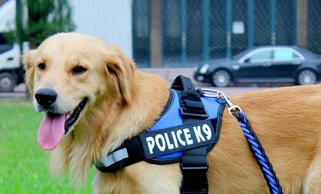 狗狗溶血症有哪些症状