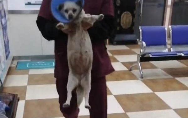 狗狗晕车后多久恢复