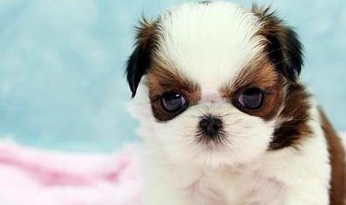 西施犬为什么没人养啊