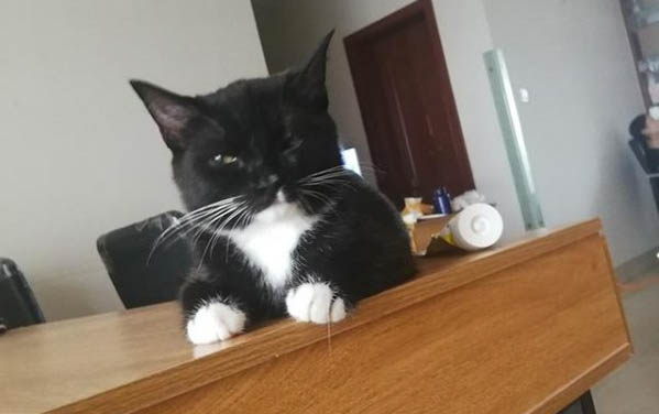 猫咳嗽像呛到