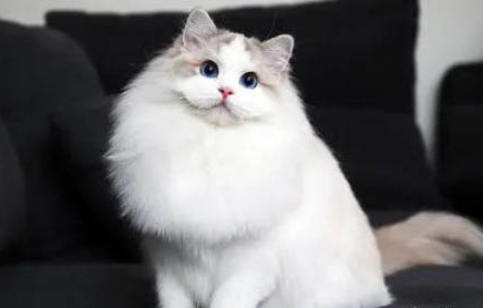 猫条人可以吃么