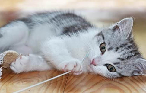 2个月小猫得了猫瘟存活率高吗为什么