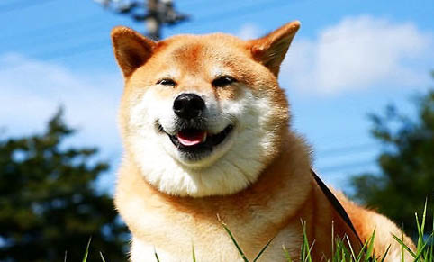 狗狗细小潜伏期多久