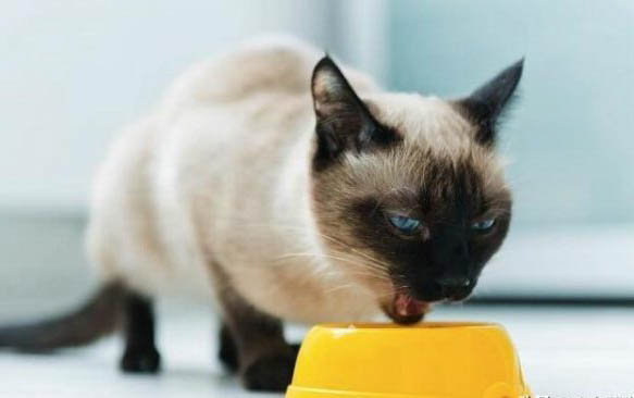 猫咪尿液正常颜色对照表，尿液颜色有哪些