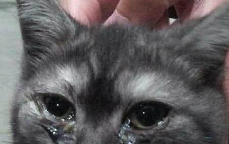 猫抽搐吐白沫3种情况