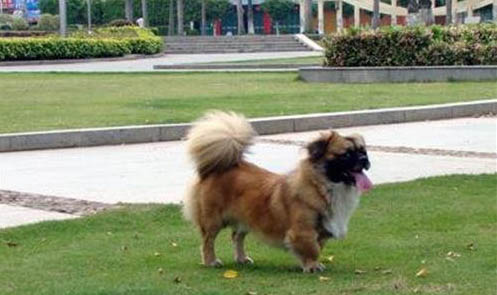 美国水猎犬的起源和历史