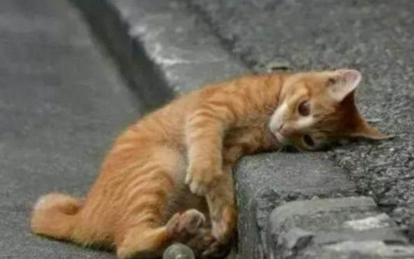 猫咪品种有哪些
