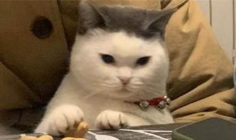 猫咪肚子痛怎么快速缓解
