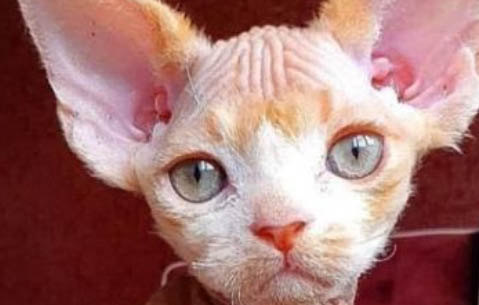 猫粮泡多久才能变软