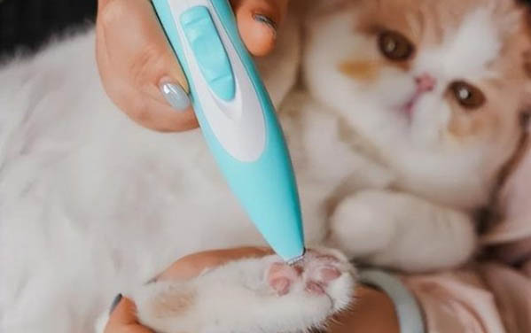 猫咪睁不开眼睛咋回事