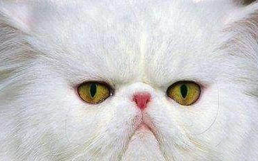 如何养好家猫