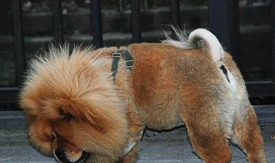 松狮犬有什么优缺点?