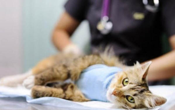 母猫和公猫可以一起养吗