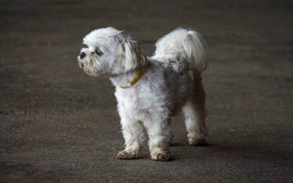 德牧犬鼻子干是怎么回事