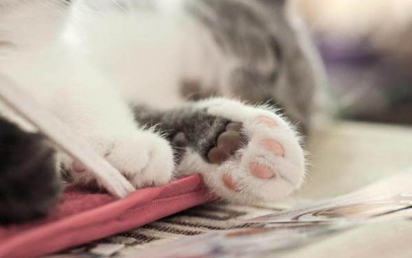 猫鼻支会死吗？