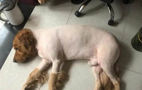 什么狗能打过狼