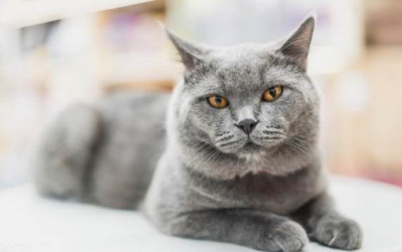 小猫多久洗澡