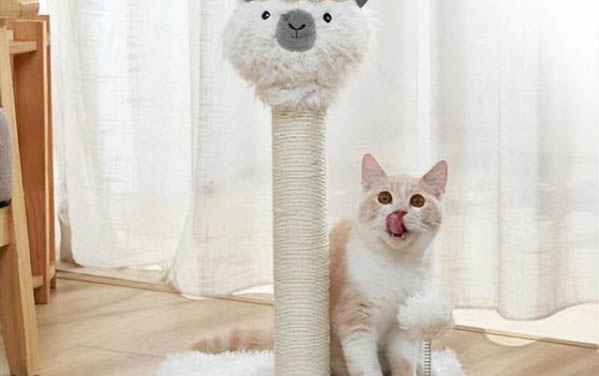 三个月左右的猫怎么训练