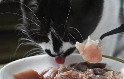 在没有猫粮的情况下可以给喂猫吃什么？