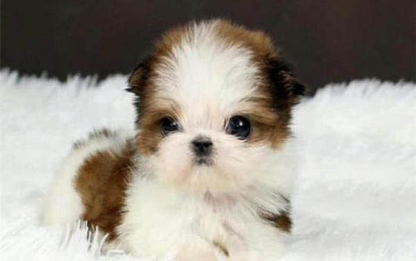茶杯犬寿命多久