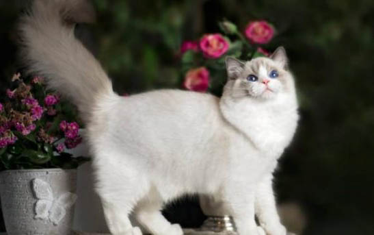 小猫咪突然呕吐咋回事？