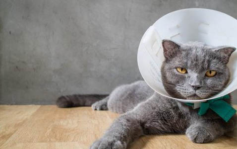 猫咪养多久才会跟主人亲近