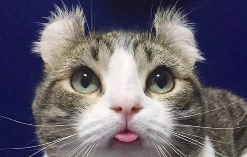 小母猫绝育后的注意事项