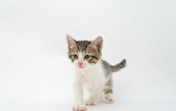 为什么大猫会压着小猫咬?