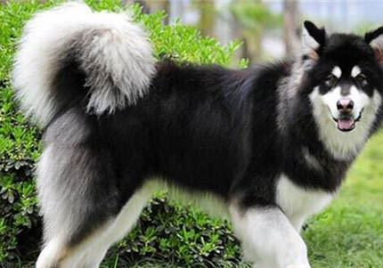 阿拉斯加雪橇犬价格 多少钱一只