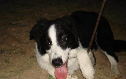 怎么冰岛牧羊犬才能不乱拉屎