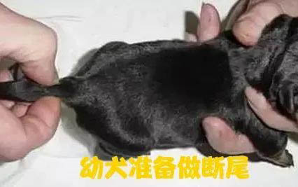 狗狗乳房硬块如何消除?