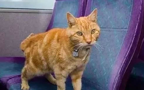 为什么养的猫咪总是咬人呢