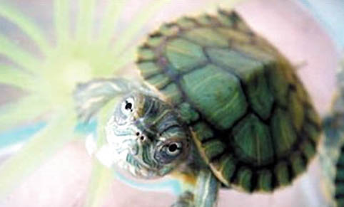 巴西龟最喜欢吃什么