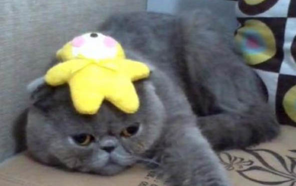 请问猫咪呕吐的原因及处理方法?