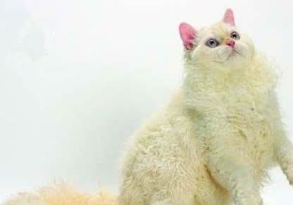 塞尔凯克卷毛猫尿结石的原因