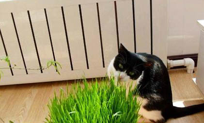 猫咪打完疫苗可以吃生肉吗