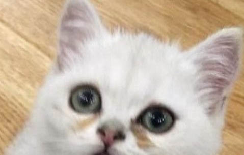 小猫需要几个月才可以退去乳毛