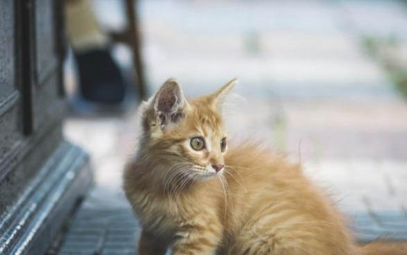 猫咪养熟了会怎么样