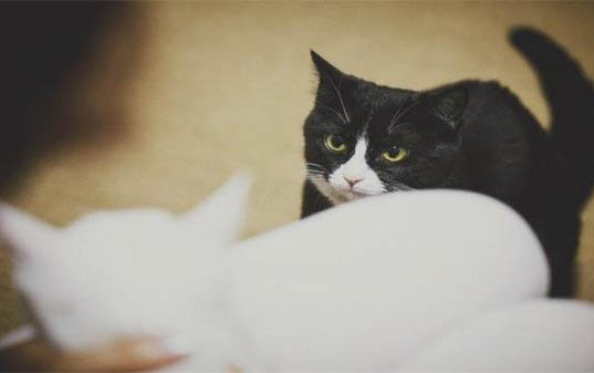 猫咪在30度以上会中暑吗?