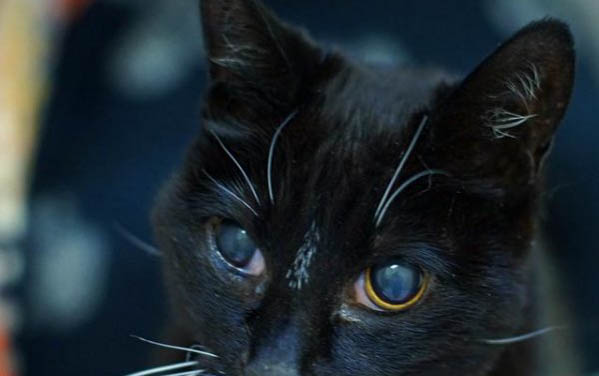 猫咪身上有黑色虫子
