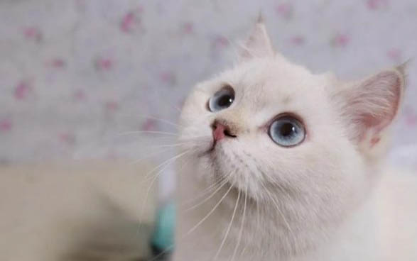 猫咪四个月大应该多少斤