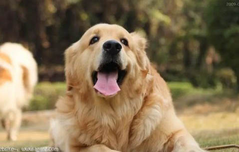 犬瘟猫瘟病毒对什么药品敏感