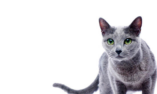 俄罗斯蓝猫脱毛严重的原因及处理方法